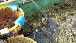 Addictive Reef Keeping's Dried Stringy Sea Lettuce
