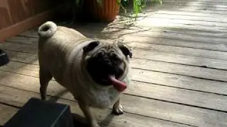 Coco Peru 'Sweet Pug '