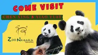 Come visit Chen Xing and Xiao Yue's ❤️✨ Giant Pandas at Zoo Negara #malaysia
