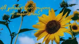 ကျော်ဇင်လတ် - Sunflower (Lyric Video)