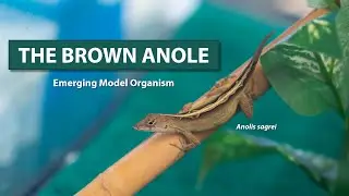 Leapin' Lizards! A New Model to Study Reptile Development