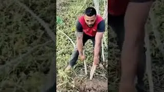 free tool for harvesting and pulling cassava trees #shorts