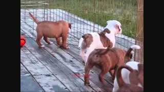 bully American bulldogs Rocko Asnath pups.wmv