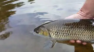 Chub from River calder caught on float