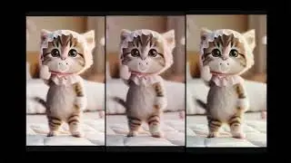 #catdancetime #petdance #everyone #usa #newdancevideo  #cuteanimal #catdance