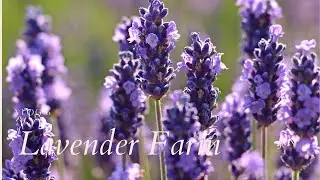 Vlog 6 | Travel Silent Vlog | Visiting Orchard View Lavender Farm at Port Murray, NJ