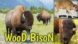 Video About Beautiful Animal Wood Bison #woodbison