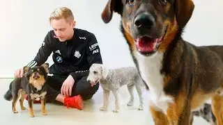 REKKLES SURROUNDED BY PUPPIES | Our LEC Doggo Stream