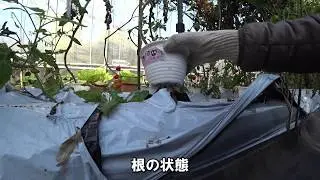 ミニトマトのパイプ水耕栽培「栽培後期12月上旬の様子」【Hydroponics】