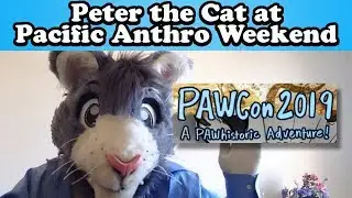 Peter the cat at Pacific Anthro Weekend 2019