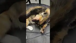 Mini Car Sleeping On My Chair! 😹 #shorts #satisfying #pets #cat #funny #animals #cute