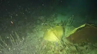 Stingray - Grenada night dive