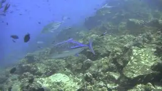 dive Weh Island