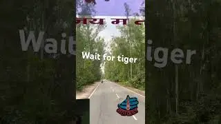 Tiger spotted at nanital #nainital #tigeraccident #trip