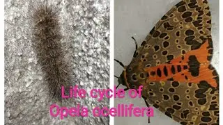 Life cycle of a moth Opela ocellifera. Caterpillar to adult moth formation