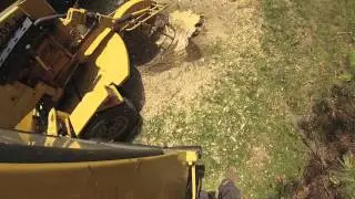 Maple Stump Grinding