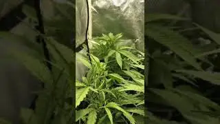 EASY BUD GROW WEEK 2 VEG
