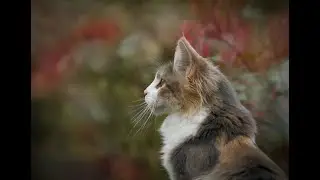 Your Cat's Night Vision: The Secret Superpower You Never Knew About!