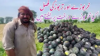 TarBooz kHarBoza ki Fasal |Watermelon field vlog How to get best production of water melon in Pk||