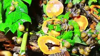 🐌 Snails, 🐌 snial alot eating papaya fruits now 🦈 | 𝑴𝒆𝒕𝒉𝒐𝒅𝒔 #𝟗𝟔9053