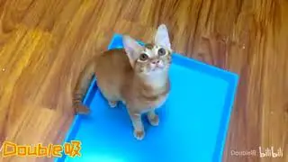 Cat Sing Believer by Imagine Dragons | Remix Cat Singing