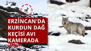Erzincan'da kurdun dağ keçisi avı kamerada