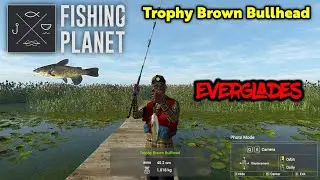 Trophy Brown Bullhead Everglades - Fishing Planet