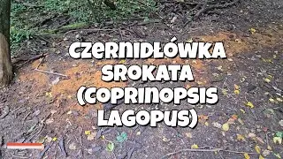 Czernidł&oacute;wka srokata (Coprinopsis lagopus)