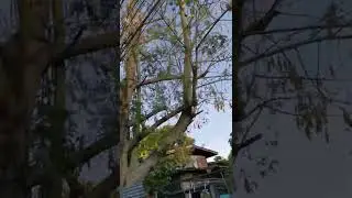 Have you ever seen a cotton tree? #shorts