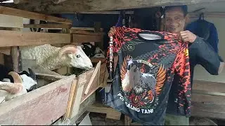 PAKET BAKALAN BREEDING UNTUK BELAJAR TERNAK DOGAR KE CIBOGO SUBANG