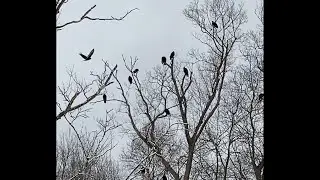 The Buzzards are Back! #shorts