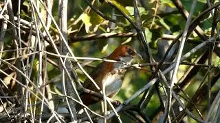 #rusty_cheekedscimitarcall babbler&nbsp;(Pomatorhinus erythrogenys) bhakrakot mohaan Almora Uttarakhand
