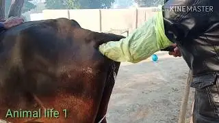 Seman in Jersey cow black color