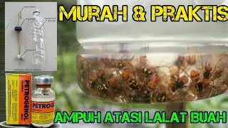 Cara jitu atasi lalat buah untuk tanaman cabe dengan botol bekas + Petrogenol