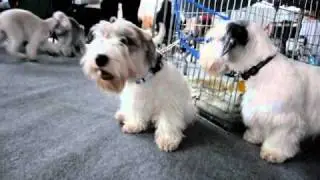 sealyham terrier 3