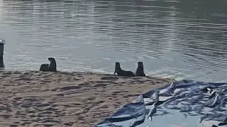 Otters in Holiday Lakes?