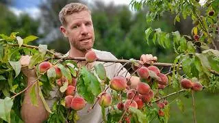 Too Many Peaches&hellip; Is That a Problem?