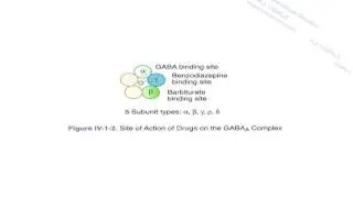 Hongjing International Education USMLE Pharmacology I
