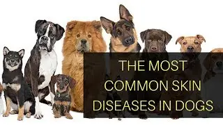 The Most Common Skin Diseases In Dogs