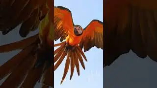 Some awesome flying parrot shots #nature #ytshorts #animal #sub #sound #gorgeous