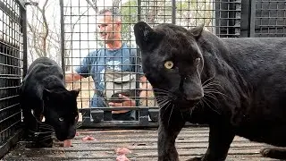 Meet the LEOPARDS on a Move | The Lion Whisperer