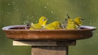 White eye call Indian white eye call | Bird call | Oriental White eye I White eye bird bath |