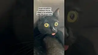 Нет я не сплю 😂 #cat #mood #shortsvideo #shorts #tv #live #общение #обсуждение