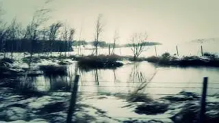 Snowgoose - Sycamore