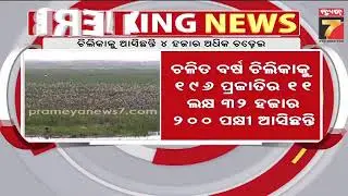 Chilika Bird Census |ସରିଲା ଚିଲିକାରେ ପକ୍ଷୀ ଗଣନା,ଚଳିତ ବର୍ଷ ଆସିଛନ୍ତି ୧୯୬ ପ୍ରଜାତିର ୧୧ ଲକ୍ଷ ୩୨ ହଜାର ୨୦୦..