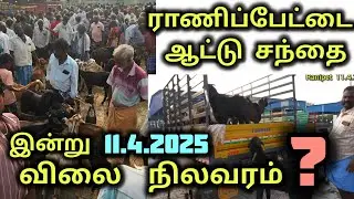 ராணிப்பேட்டை ஆட்டுசந்தை இன்று விலை நிலவரம் 11.4.2025 #ranipettaisanthai