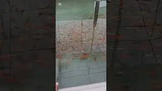 my lovely koi carp pond ❤️❤️