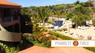meet parrot tree