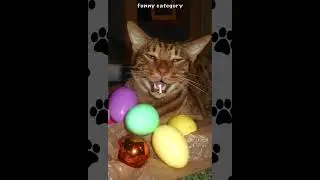 Pet Photo Contest