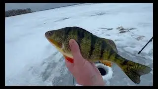 Ice fishing for BIG PERCH!